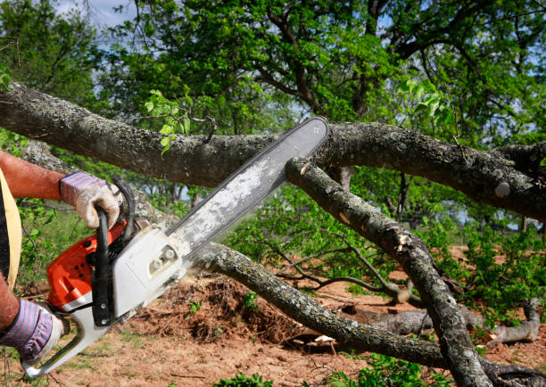 Best Tree Care Services  in Chama, NM